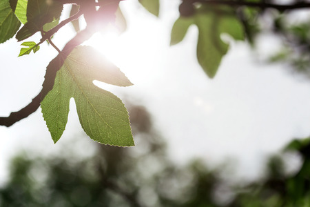 Fig bought and leaf with the great fig tree and sun flare.の写真素材