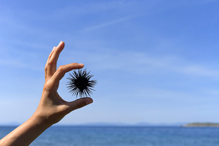 Sea urchin on the woman hand with blue sky and sea.