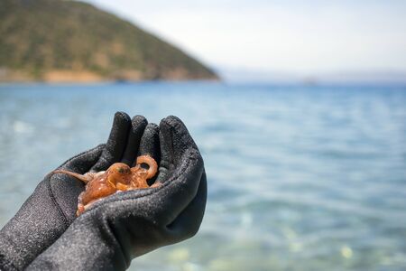 Little Octopus with wetsuit human hand on the beach in Mediterranean Sea.の写真素材