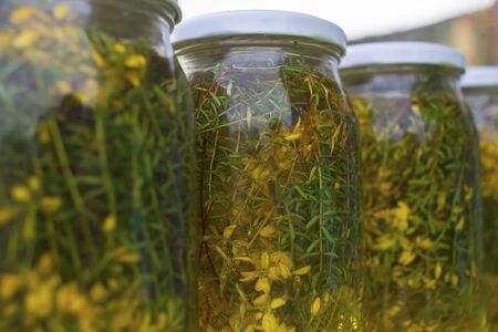 Alternative medicine hypericum perforatum in Turkey.の写真素材