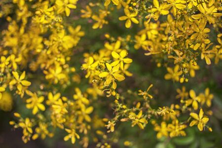 Alternative medicine hypericum perforatum in Turkey.の写真素材