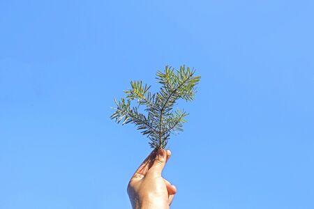 Pine leaf on the human hand with sunlight in forest.の写真素材