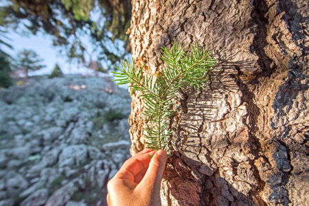 Pine bole and pine limb on the hand in forest.