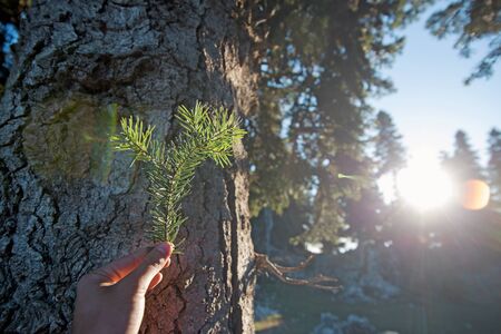 Pine bole and pine limb on the hand with lens flare in forest.の写真素材
