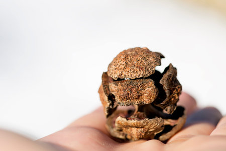The cypress cone on handful.