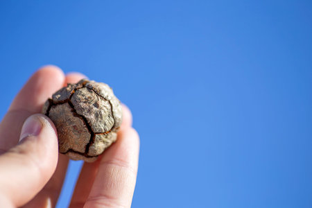 The cypress cone on handful.