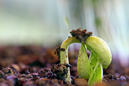 The bean growing in the beauty spring time.