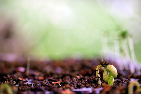 The bean growing in the beauty spring time.