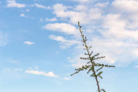Pine tree in the Turkey mountains.の写真素材