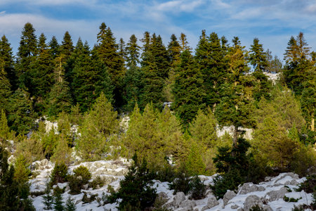 The mountain with pine tree in Turkey.の写真素材