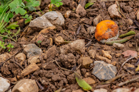 The moldy mandarin orange in the garden.