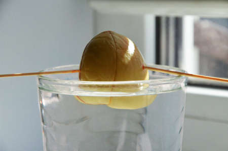 Seed of avacadoの写真素材