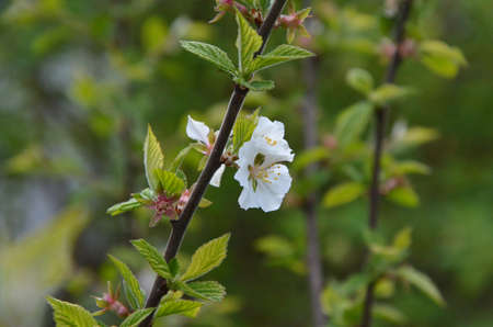 Blooming flowerの写真素材