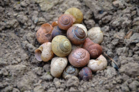 Snails homeの写真素材