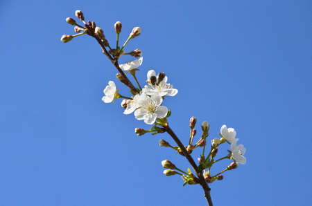 Blooming cherry flowersの写真素材