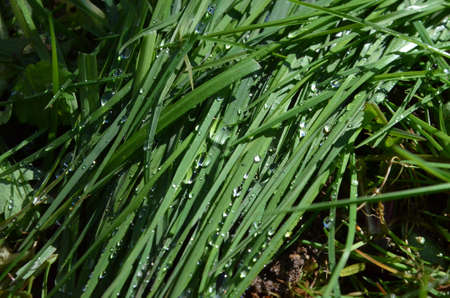 Morning dew on the grassの写真素材