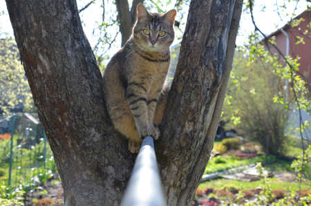 Cat on the Apple treeの写真素材