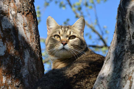 Cat on the Apple treeの写真素材
