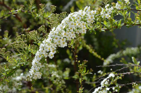 Blooming Spireaの写真素材