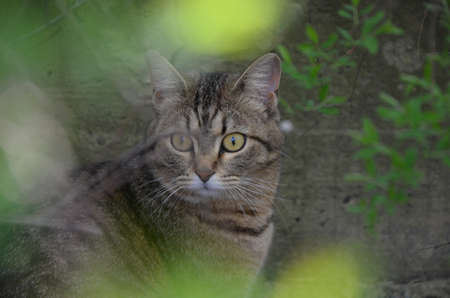 A cat outdoors in the morning gardenの写真素材