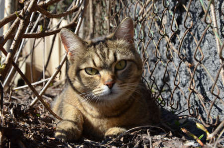A cat outdoors in the morning gardenの写真素材