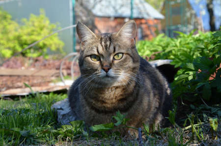 A cat outdoors in the morning gardenの写真素材