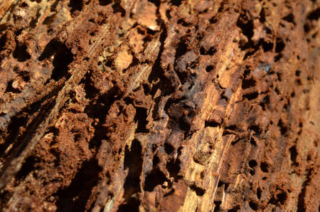 Tree eaten by beetlesの写真素材