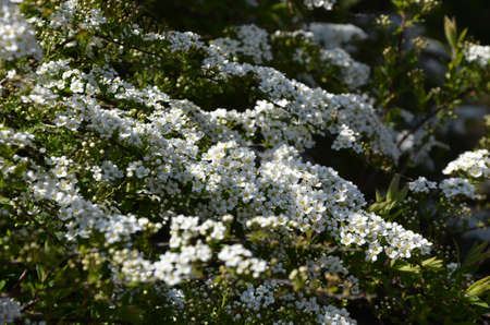 Blooming spirea by white small flowersの写真素材