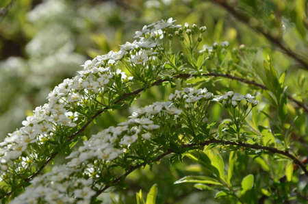 Blooming spirea by white small flowersの写真素材