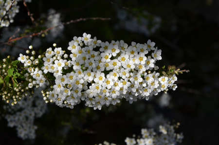 Blooming spirea by white small flowersの写真素材