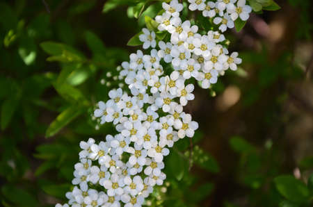 Blooming spirea by white small flowersの写真素材