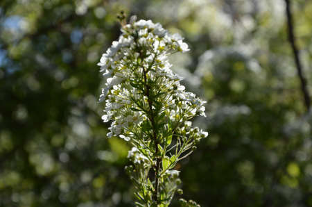 Blooming spirea by white small flowersの写真素材