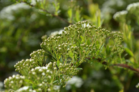 Blooming spirea by white small flowersの写真素材