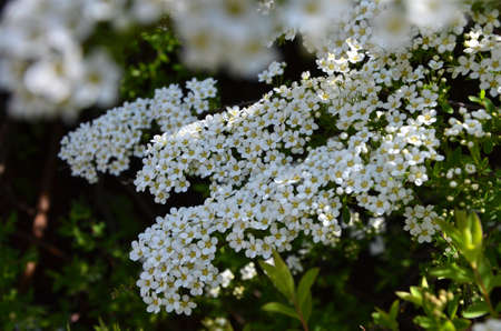 Blooming spirea by white small flowersの写真素材
