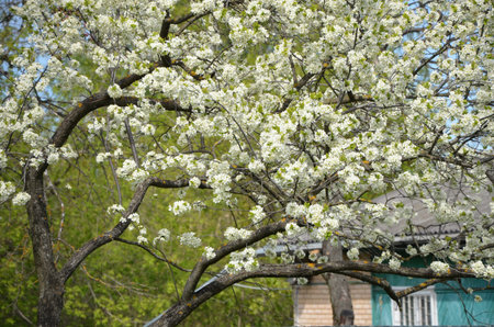 Blossom cherry treeの写真素材