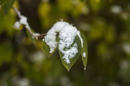 green apple leaves under snowの写真素材