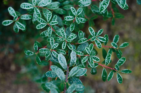 Frozen leaves of Spireaの写真素材