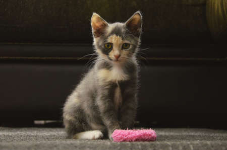 Young cat sit portrait face kittyの写真素材