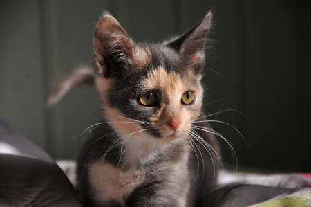 Face of white young catの写真素材