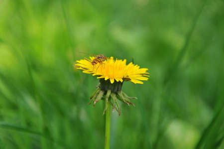 Insect on yellow blooming dandelionの写真素材