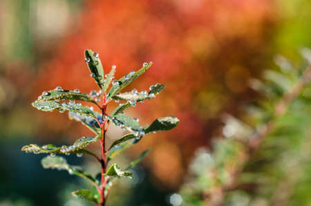 Wet leaves of spirea drop after rainの写真素材