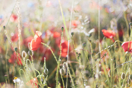 Wildflowers Lilacs Poppies, wheat fields
