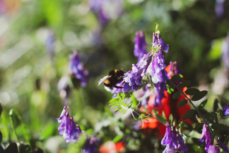 Wildflowers Lilacs Poppies, wheat fields