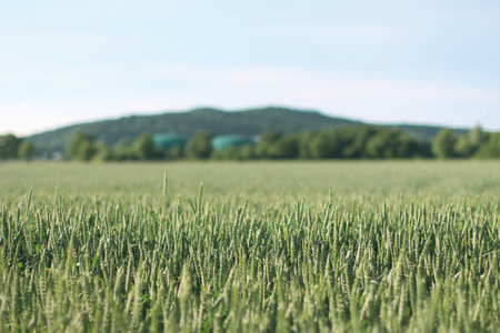 green wheat fields in Germany