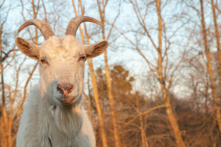 white goat grazes on green with interest looks into the camera lens