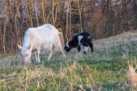 white goat grazes on green with interest looks into the camera lens