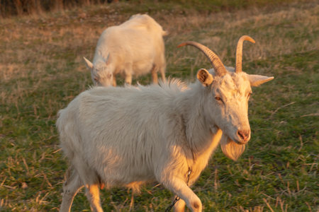 white goat grazes on green with interest looks into the camera lens