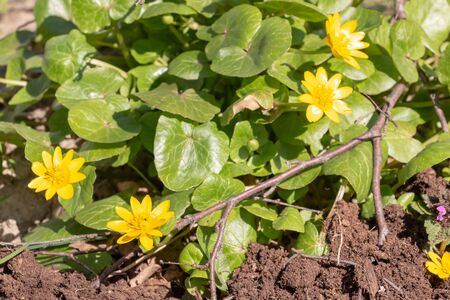The first spring flowers. Yellow flowers on a background of green juicy leaves.の写真素材
