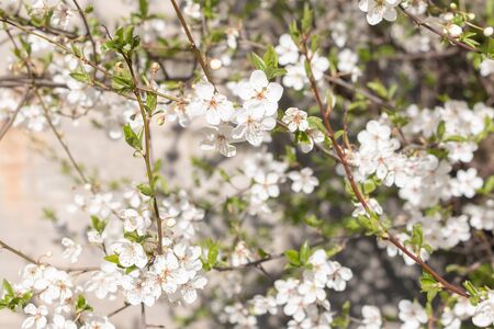 Blooming tree in the spring. Sakura blossom Flowers on a tree branch in early spring. White flowers. Ultra macro photo. Small details are very close. Brown twig and petals textureの写真素材