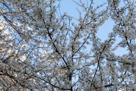 white cherry flowers on spring timeの写真素材